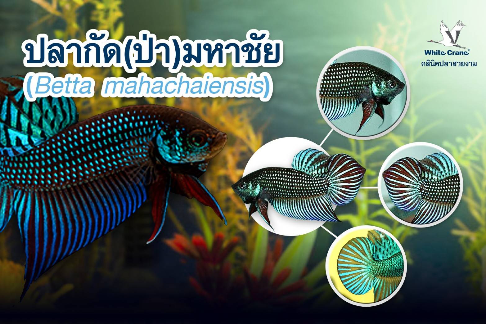 Read more about the article ปลากัด(ป่า)มหาชัย