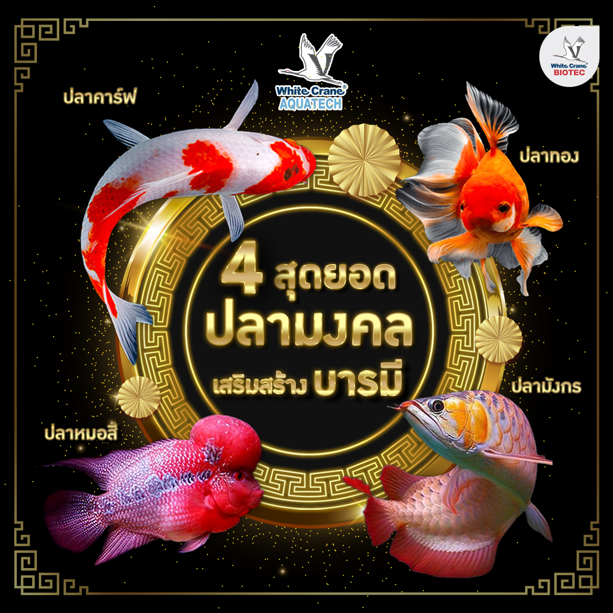 Read more about the article 4 สุดยอดปลามงคล