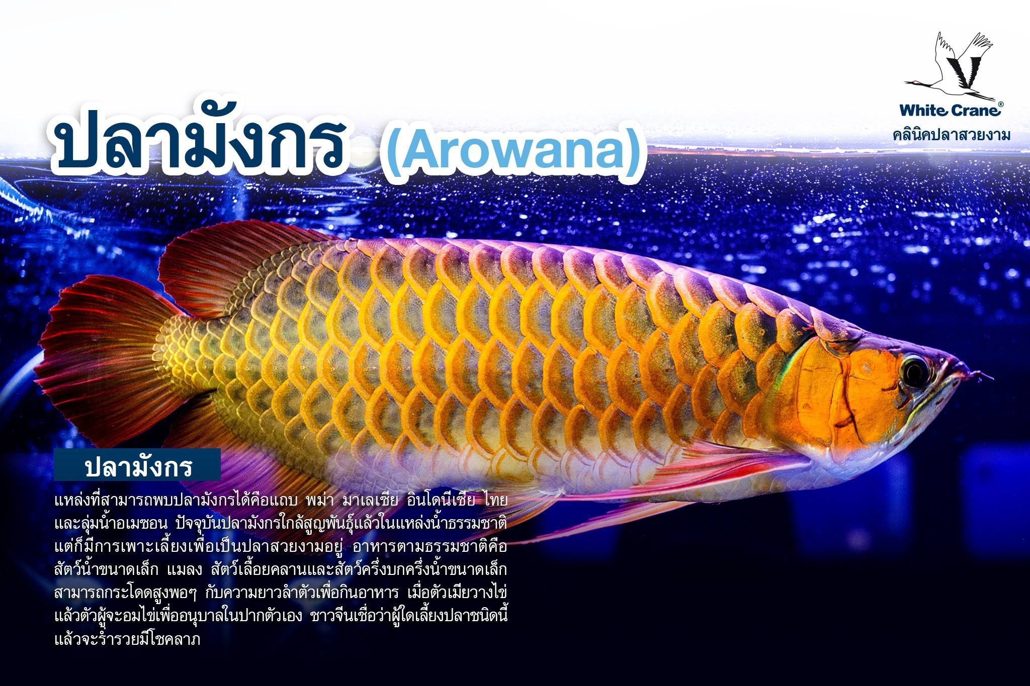 Read more about the article ปลามังกร Arowana
