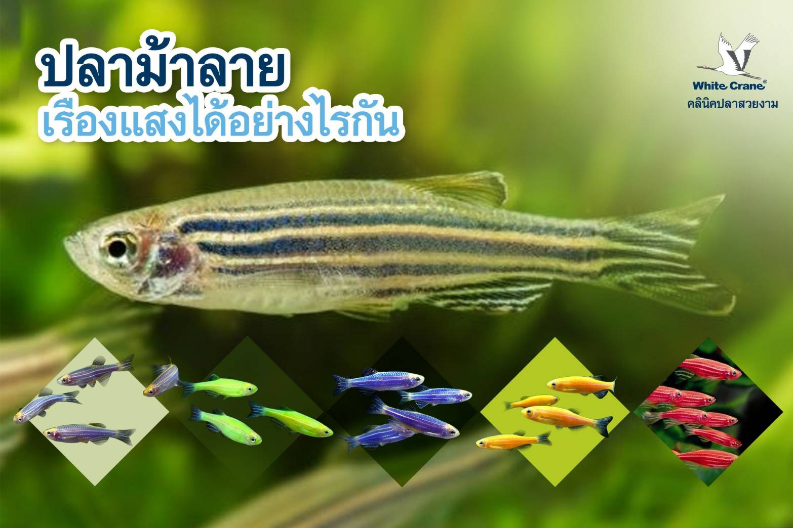 Read more about the article ปลาม้าลายเรืองแสงได้อย่างไร
