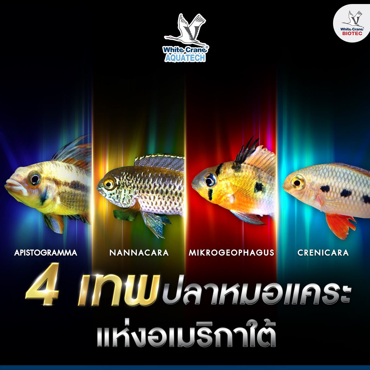 Read more about the article ปลาหมอแคระ อเมริกาใต้