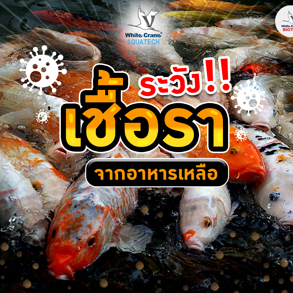 Read more about the article ระวัง เชื้อราจากอาหารเหลือ