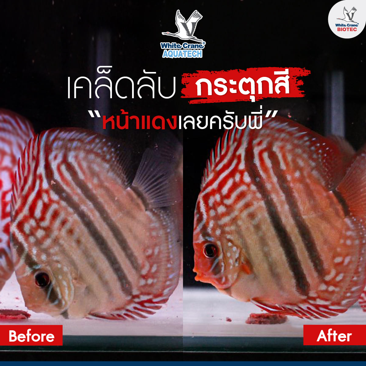 Read more about the article เคล็บลับกระตุกสี