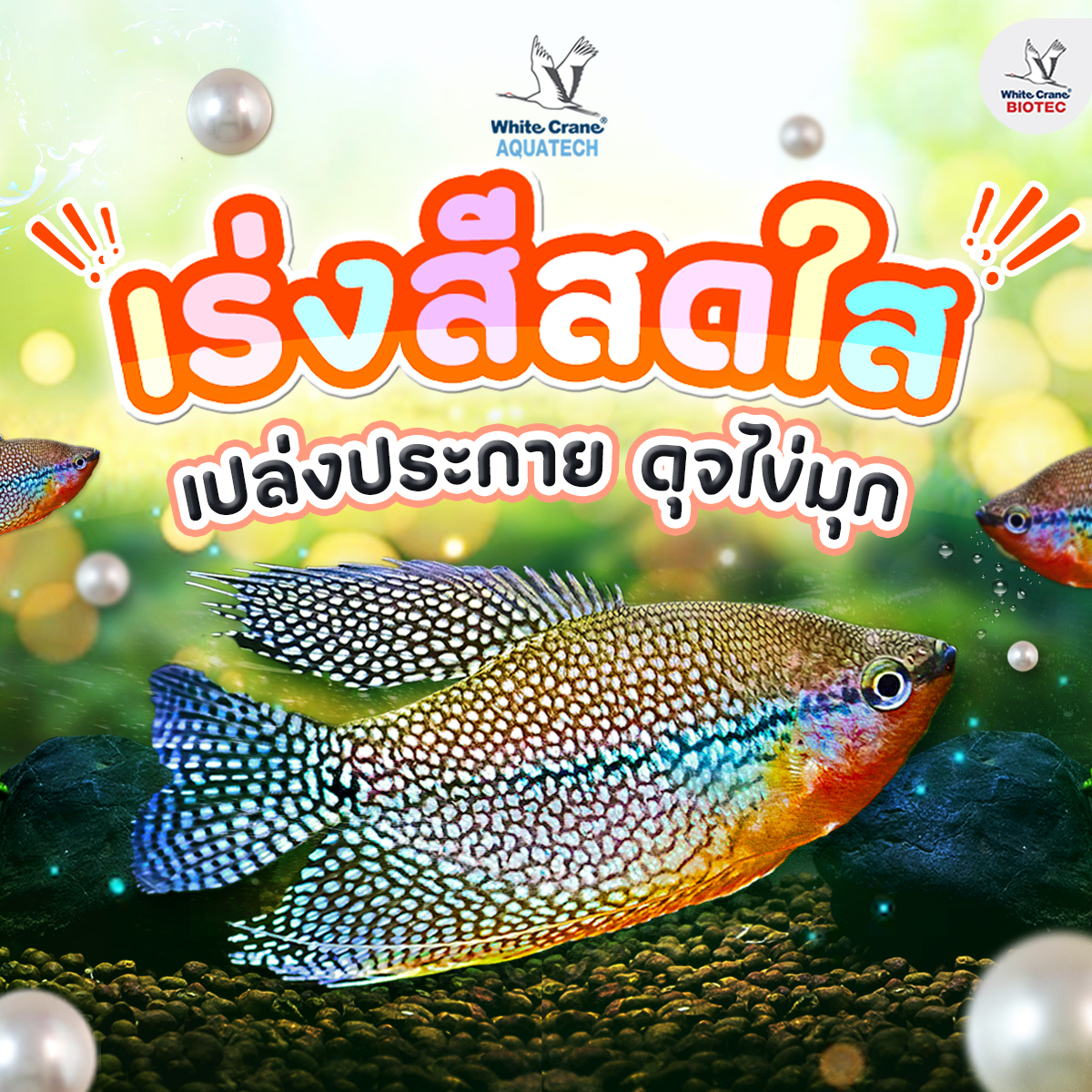 Read more about the article เร่งสีสดใส ด้วย CR44