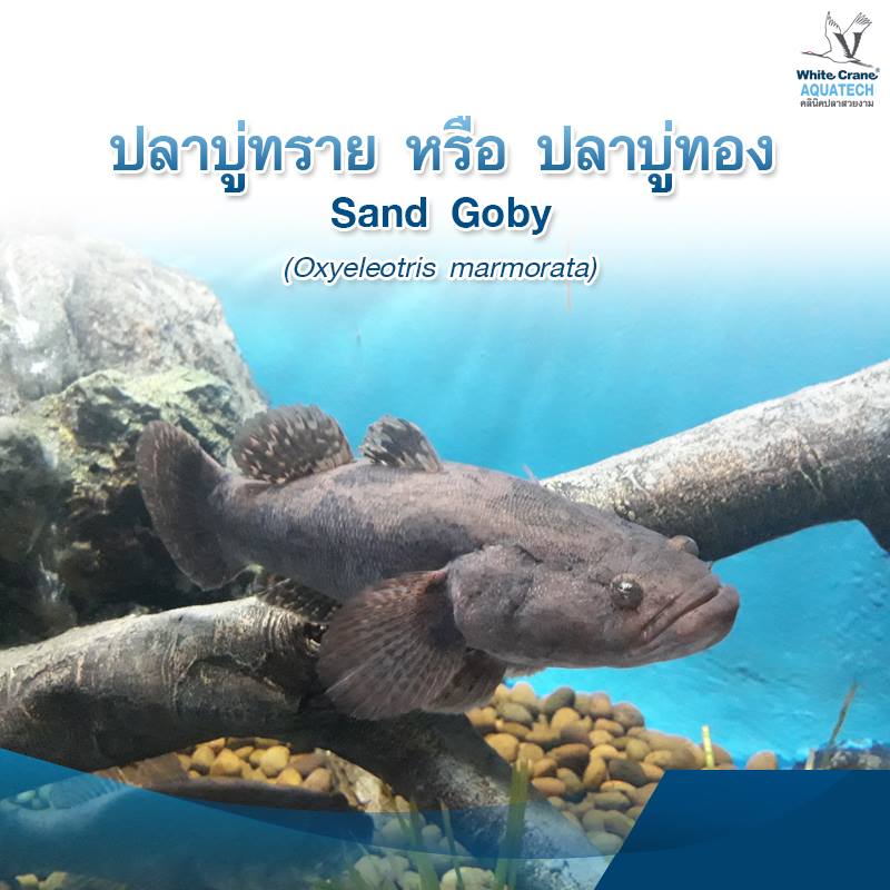 Read more about the article ปลาบู่ทราย